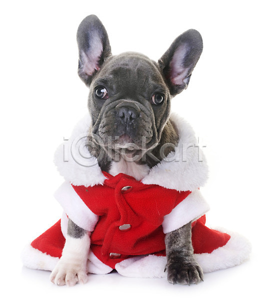 사람없음 JPG 포토 해외이미지 강아지 개 동물 반려동물 불독 빨간색 산타옷 썰매 이벤트의상 컨셉 크리스마스 한마리 해외202004 회색 흰배경