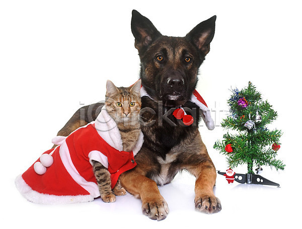 사람없음 JPG 포토 해외이미지 갈색 개 고양이 동물 두마리 반려동물 빨간색 얼룩무늬 이벤트의상 친구 컨셉 코트 크리스마스 크리스마스트리 해외202004 흰배경