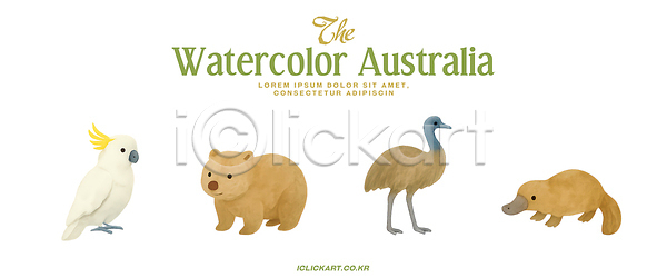 귀여움 PSD 일러스트 국내일러스트 그림 동물 미술 생물 수채화 예술 오리너구리 웜벳 자연 조화 특징 표현 호주