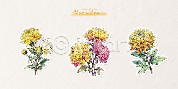 AI파일 일러스트 국내일러스트 국화 꽃 꽃잎 디자인 뷰티풀 생명 식물 여름 예술 원예 잎 자연 장식 전시 정원 조화 컬러