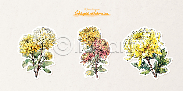 AI파일 일러스트 국내일러스트 국화 그림 꽃 꽃잎 디자인 디테일 봄 뷰티풀 수채화 식물 예술 잎 자연 정원 조화 컬러 패턴