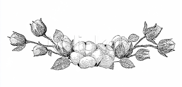 JPG 일러스트 흑백 AI일러스트 AI콘텐츠 가지 국내일러스트 꽃 꽃다발 꽃잎 나뭇잎 드로잉 디자인 뷰티풀 솜 식물 예술 자연 장미 장식 패턴 화초