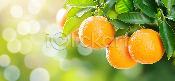 성장 JPG 편집이미지 AI콘텐츠 AI포토 감귤나무 과수원 과일 과일나무 나무 농장 빛 수확 식물 여름 잎 자연 제주감귤 제주도 초록색 편집실사