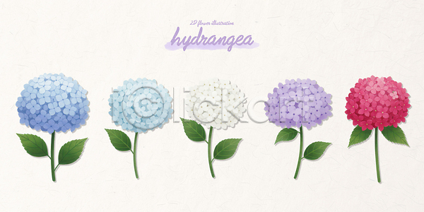 PSD 일러스트 계절 공원 국내일러스트 꽃 꽃밭 디자인 배열 보라색 분홍색 수국 식물 원예 잎 자연 정원 조화 컬러 파란색 흰색