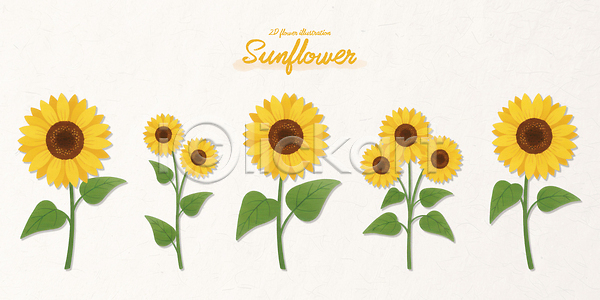 성장 PSD 일러스트 관찰 국내일러스트 꽃 노란색 농업 단계 디자인 미술 생태계 식물 원예 잎 자연 줄기 컬러 해바라기