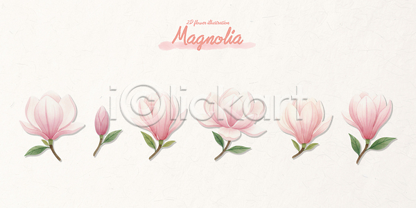 PSD 일러스트 국내일러스트 그리기 그림 꽃 꽃잎 단계 디자인 목련 분홍색 생명 식물 예술 원예 자연 정원 페인팅