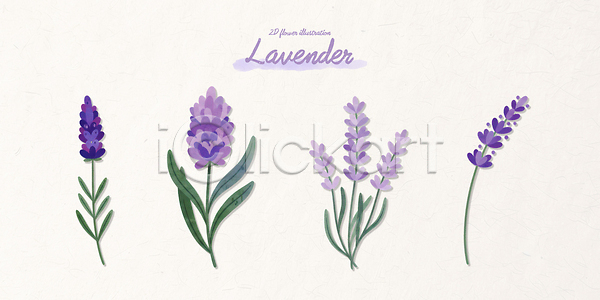 PSD 일러스트 국내일러스트 그래픽 꽃 디자인 라벤더 모양 보라색 식물 심플 연보라색 예술 원예 잎 자연 정원 줄기 컬러