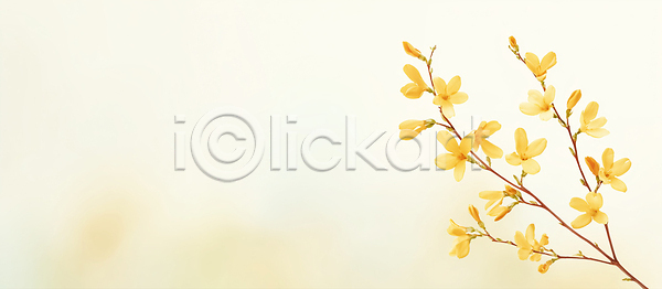 JPG 일러스트 AI일러스트 AI콘텐츠 개나리 계절 관찰 국내일러스트 꽃 꽃잎 나뭇가지 노란색 라이프스타일 목욕 백그라운드 생명 순간 식물 요구르트 일상 자연 줄기 하늘