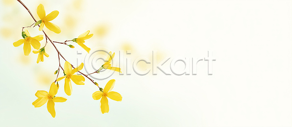 부드러움 성장 JPG 일러스트 AI일러스트 AI콘텐츠 개나리 국내일러스트 꽃 나뭇가지 노란색 백그라운드 봄 생명 식물 자연 조화 초록색 컬러 화사함