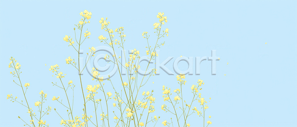 성장 JPG 일러스트 AI일러스트 AI콘텐츠 겨울 계절 국내일러스트 꽃 꽃잎 노란색 농장 바람 산수유 생명 생태계 식물 야외 자연 줄기 파란색 풍경 하늘