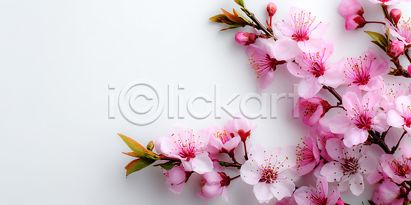 JPG 편집이미지 AI콘텐츠 AI포토 꽃 꽃가지 꽃잎 나뭇잎 머리핀 벚꽃 봄 봄꽃 뷰티풀 식물 자연 컬러 편집실사 풍경 화사함 화초