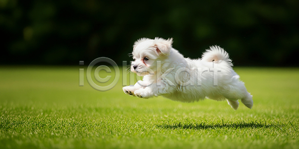 귀여움 즐거움 활발 JPG 편집이미지 AI콘텐츠 AI포토 강아지 놀기 놀이 달리기 모션 반려견 반려동물 자연 점프 초원 편집실사