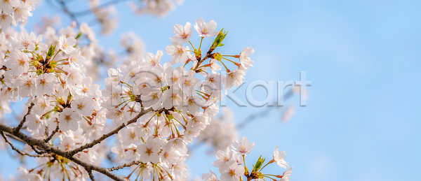 JPG 편집이미지 AI콘텐츠 AI포토 관람 꽃 나무 만개 벚꽃 봄 새싹 서울 식물 여행 자연 편집실사 풍경 한국