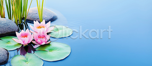 JPG 편집이미지 AI콘텐츠 AI포토 경관 꽃 물 물결 봄 분홍색 수면 수중식물 여름 연꽃 연못 연잎 잎 자연 파란색 편집실사 환경