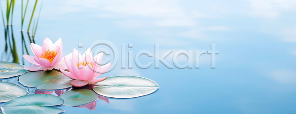 JPG 편집이미지 AI콘텐츠 AI포토 꽃 날씨 물 물방울 봄 분홍색 뷰티풀 수면 식물 여름 연꽃 연못 연잎 잎 자연 편집실사 하늘 환경