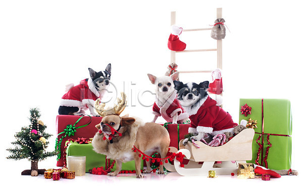 유머 사람없음 JPG 포토 해외이미지 12월 강아지 개 계절 반려동물 빨간색 산타옷 선물 썰매 여러마리 이벤트의상 장식 치와와 컨셉 크리스마스 크리스마스트리 해외202004