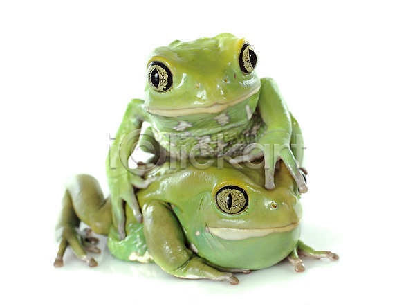 사람없음 JPG 포토 해외이미지 개구리 고립 동물 두꺼비 야생동물 양서류 초록색 해외202004 흰배경