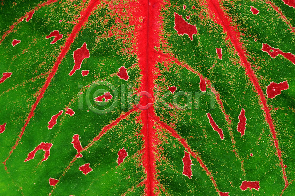 변화 사람없음 JPG 포토 해외이미지 교외 꽃 단풍 모양 백그라운드 빨간색 식물 야외 여름(계절) 열대기후 잎 자연 자연백그라운드 주택 줄무늬 질감 초록색 추상 컬러풀 패턴 해외202004 화단 화초 흰색
