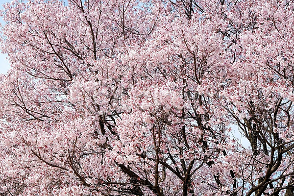 사람없음 JPG 포토 해외이미지 벚꽃 벚나무 봄 해외202004