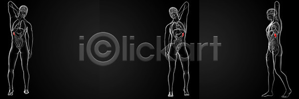 남자 사람 사람없음 3D JPG 일러스트 포토 해외이미지 강조 건강 과학 궤 면역력 생물학 신체 실내 염증 오르간 지라 투명 파란색 해부 해외202004 해외포토