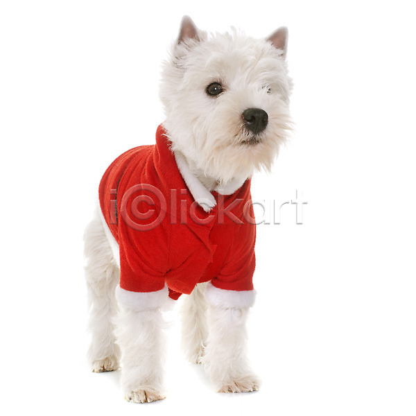 사람없음 JPG 포토 해외이미지 강아지 개 동물 반려동물 빨간색 이벤트의상 컨셉 코트 크리스마스 테리어 한마리 해외202004 흰배경 흰색