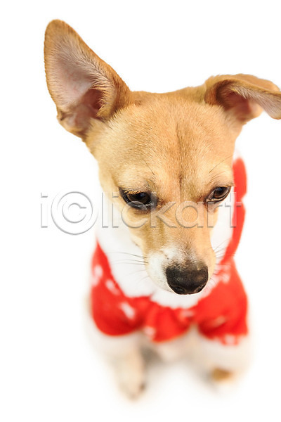 축하 사람없음 JPG 포토 해외이미지 강아지 개 반려동물 이벤트의상 재킷 축제 치와와 컨셉 크리스마스 한마리 해외202004 흰배경