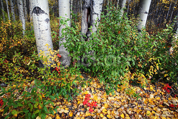 사람없음 JPG 포토 해외이미지 가로 가을(계절) 나무 디지털 반사 북쪽 여행 잎 잔디 장면 캐나다 컬러풀 풍경(경치) 해외202004
