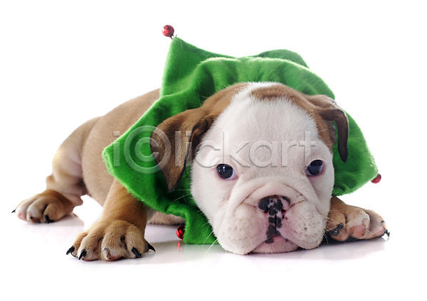 유머 사람없음 JPG 포토 해외이미지 강아지 개 동물 반려동물 불독 요정 이벤트의상 초록색 컨셉 크리스마스 해외202004 흰배경
