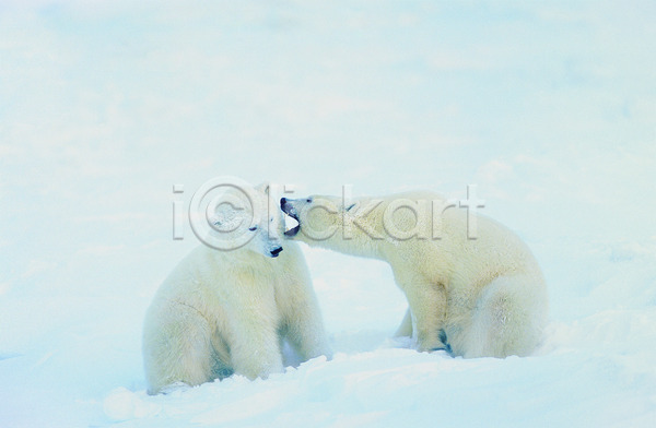 사람없음 JPG 포토 해외이미지 검은색 곰 나무 내추럴 동물 북극곰 설원 야생동물 야외 자연 큼 털 풍경(경치) 해외202004