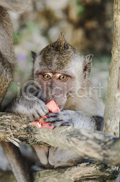 동양인 사람없음 JPG 포토 해외이미지 동물 발리 아시아 원숭이 유인원 인도네시아 종류 해외202004