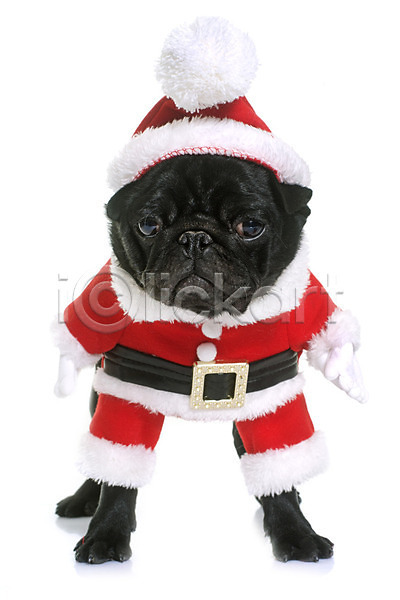유머 사람없음 JPG 포토 해외이미지 강아지 개 검은색 동물 반려동물 빨간색 산타옷 이벤트의상 컨셉 코트 크리스마스 해외202004 흰배경