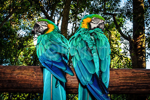 사람없음 JPG 포토 해외이미지 가족 강렬 깃털 날개(비행) 남아프리카 내추럴 동물 부리 사파리 숲 쌍 아프리카 앵무새 야생동물 야외 여름(계절) 이국적 자연 조류 초록색 커플 컬러풀 파란색 해외202004