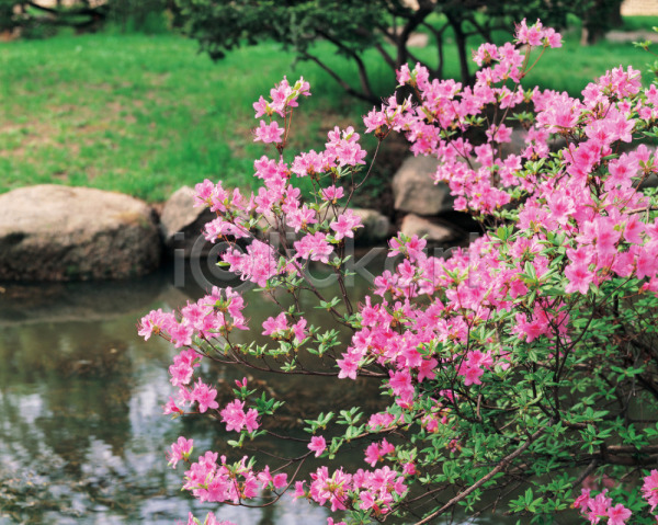 사람없음 JPG 포토 꽃 백그라운드 봄꽃 식물 야외 여러송이 연못 자연 잔디 주간 진달래 철쭉 초원(자연) 풍경(경치)