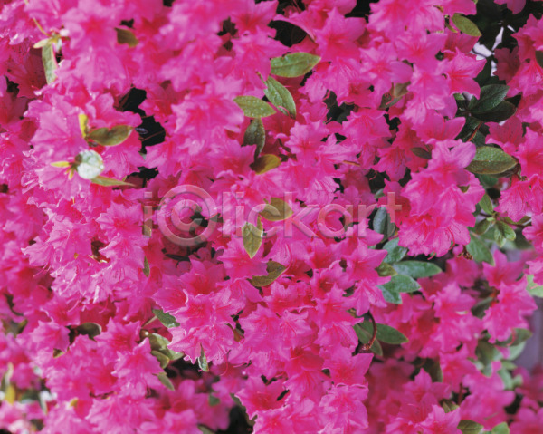 사람없음 JPG 포토 꽃 백그라운드 봄꽃 식물 야외 여러송이 자연 주간 진달래 철쭉 풍경(경치)