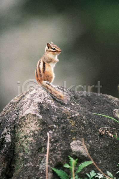 사람없음 JPG 포토 다람쥐 돌(바위) 동물 바위(돌) 식물 야생동물 야외 육지동물 주간 척추동물 포유류 풀(식물) 한마리