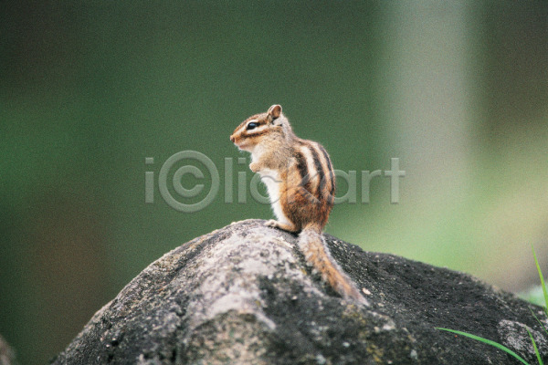 사람없음 JPG 포토 다람쥐 돌(바위) 동물 바위(돌) 야생동물 야외 육지동물 주간 척추동물 포유류 한마리