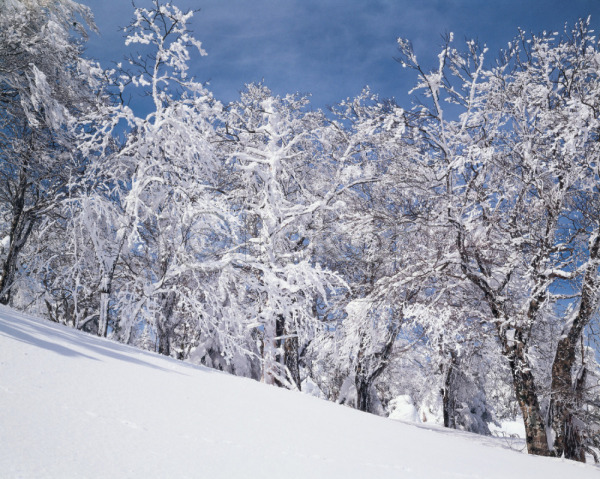 사람없음 JPG 포토 겨울 계절 나무 눈(날씨) 대설 배경화면 백그라운드 사계절 산 식물 야외 여러그루 자연 자연현상 주간 풍경(경치)