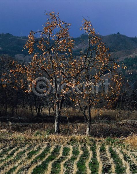 사람없음 JPG 포토 감나무 과일 나무 논 농업 농촌 시골 식물 야외 여러그루 열매 자연 주간 풍경(경치)