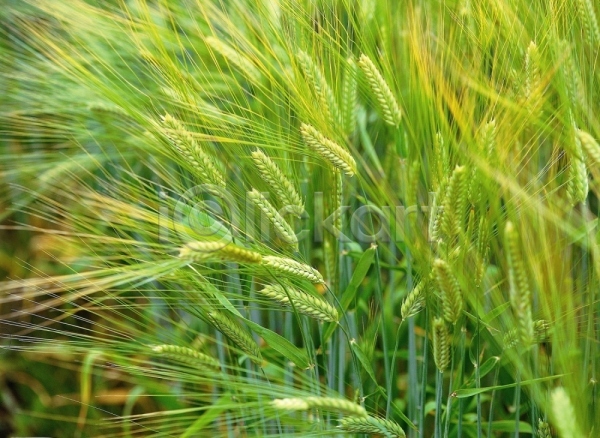 사람없음 JPG 근접촬영 포토 곡류 보리 식물 야외 열매 주간 초록색