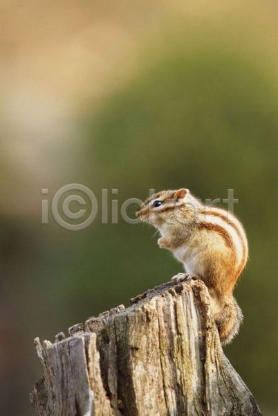 사람없음 JPG 근접촬영 포토 다람쥐 동물 야생동물 야외 육지동물 주간 척추동물 포유류