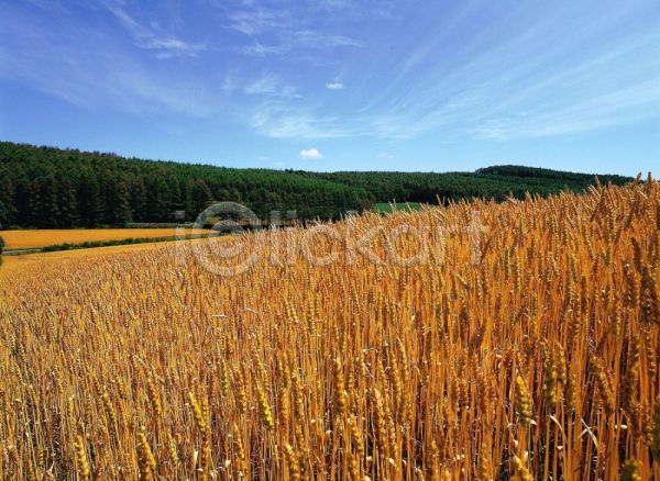사람없음 JPG 포토 가을(계절) 계절 금색 밭 백로 보리밭 사계절 산 야외 자연 주간 풍경(경치) 하늘