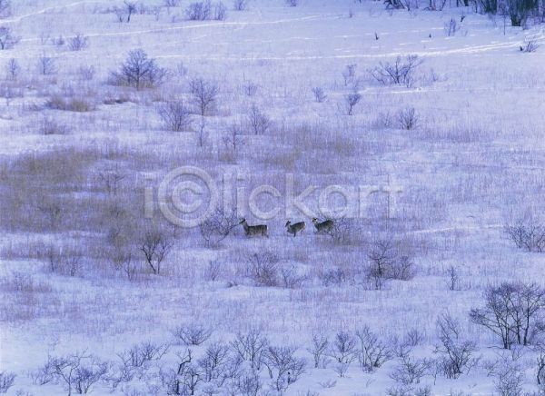 사람없음 JPG 포토 겨울 계절 나무 눈(날씨) 대설 사계절 사슴 설경 세마리 순록 야외 자연 주간 초원(자연) 풍경(경치)