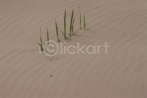사람없음 JPG 근접촬영 포토 사막 야외 자연 주간 풍경(경치)