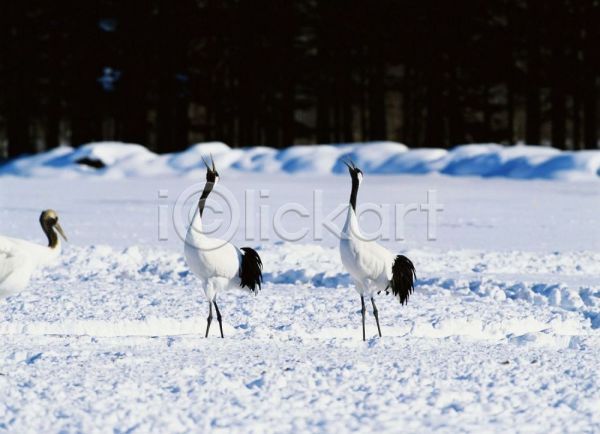 사람없음 JPG 포토 겨울 계절 눈(날씨) 동물 두마리 사계절 야외 자연 조류 주간 척추동물 학