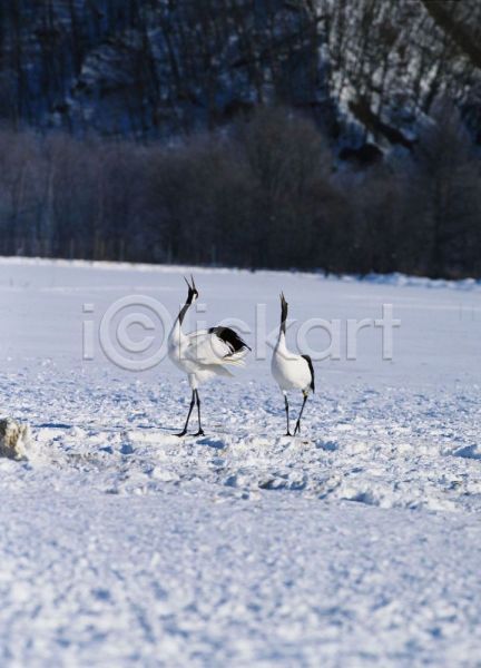 사람없음 JPG 포토 겨울 계절 눈(날씨) 동물 두마리 사계절 야외 자연 조류 주간 척추동물 학