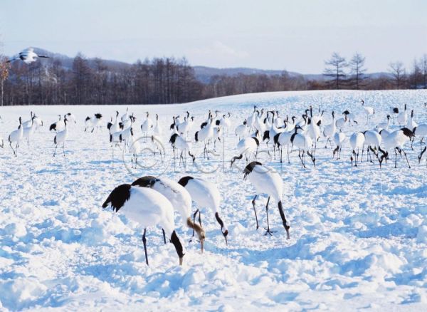 사람없음 JPG 포토 겨울 계절 눈(날씨) 동물 사계절 야외 여러마리 자연 조류 주간 척추동물 학