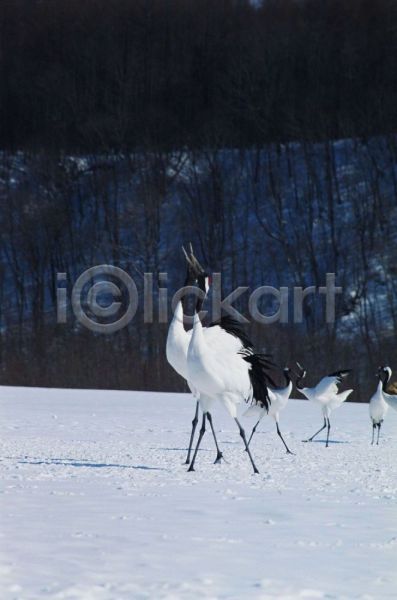 사람없음 JPG 포토 겨울 계절 눈(날씨) 동물 두마리 사계절 야외 여러마리 자연 조류 주간 척추동물 학