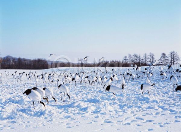 사람없음 JPG 포토 겨울 계절 눈(날씨) 동물 사계절 야외 여러마리 자연 조류 주간 척추동물 학