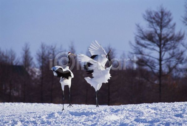 사람없음 JPG 포토 개 겨울 계절 눈(날씨) 동물 두마리 사계절 야외 자연 조류 주간 척추동물 학
