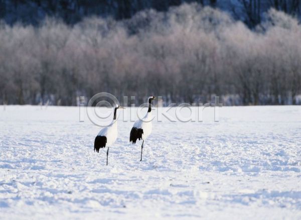 사람없음 JPG 포토 겨울 계절 눈(날씨) 동물 사계절 야외 자연 조류 주간 척추동물 학